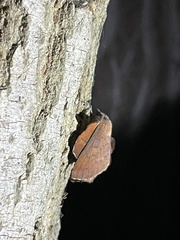 Phyllodesma americana