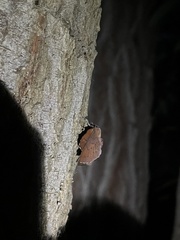 Phyllodesma americana