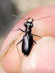 Cicindela abdominalis