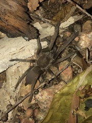 Selenocosmia