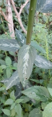 Byttneria filipes
