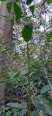 Byttneria filipes