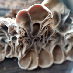 Auricularia mesenterica