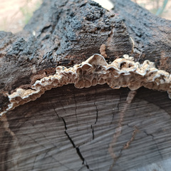 Auricularia mesenterica
