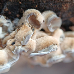 Auricularia mesenterica