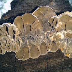 Auricularia mesenterica