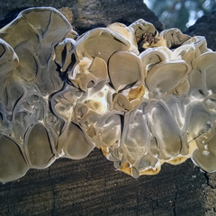 Auricularia mesenterica