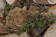 Salpichroa tristis
