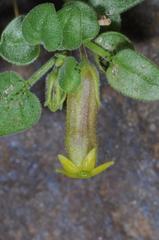 Salpichroa tristis