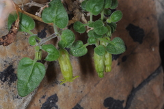 Salpichroa tristis
