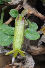 Salpichroa tristis