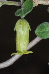 Salpichroa tristis