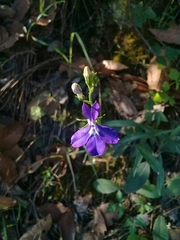 Lobelia sublibera