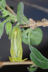 Salpichroa tristis