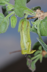 Salpichroa tristis