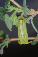 Salpichroa tristis
