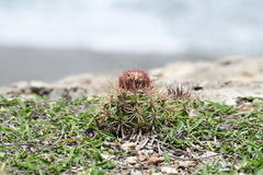 Melocactus harlowii