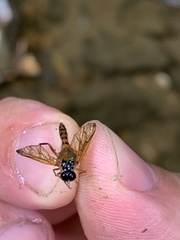Chrysopilus ornatus
