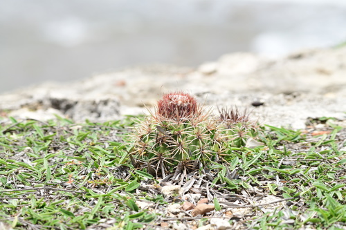 Melocactus santiagoensis