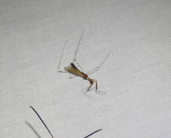 Stenolemoides arizonensis