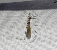 Stenolemoides arizonensis