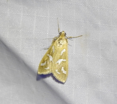 Diastictis