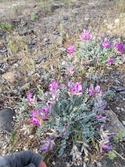 Astragalus utahensis