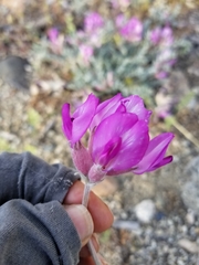 Astragalus utahensis
