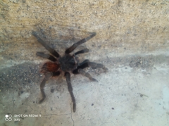 Dugesiella anitahoffmannae