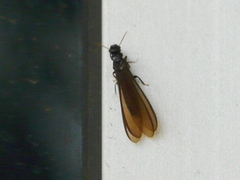 Kalotermes