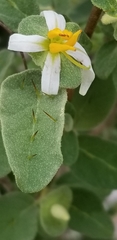 Solanum tetramerum