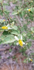 Solanum tetramerum
