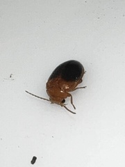 Prionocyphon discoideus