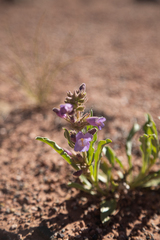 Penstemon breviculus