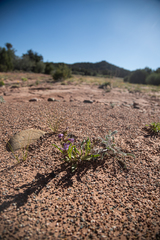 Penstemon breviculus