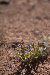Penstemon breviculus