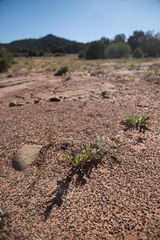 Penstemon breviculus