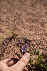 Penstemon breviculus