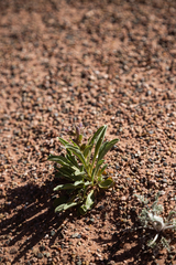 Penstemon breviculus