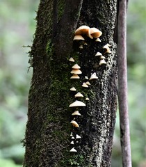 Conchomyces bursiformis