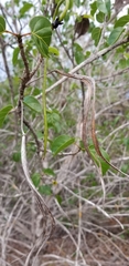 Spirotecoma spiralis