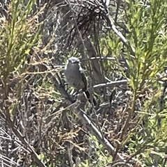 Polioptila californica
