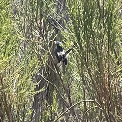 Polioptila californica