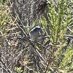 Polioptila californica