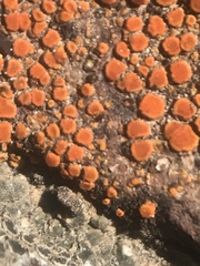 Polycauliona luteominia