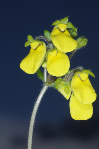Calceolaria umbellata (Calceolaria umbellata)