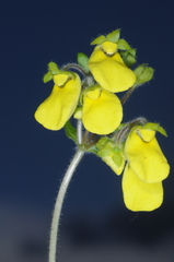 Calceolaria umbellata