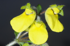 Calceolaria umbellata