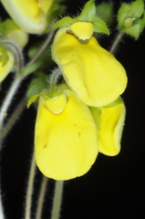 Calceolaria umbellata