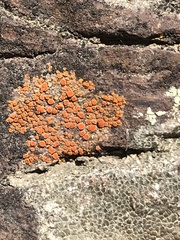 Polycauliona luteominia